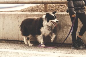 person holding pet dog leash while standing on concrete road