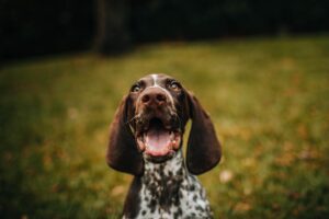 shallow focus photo of dog